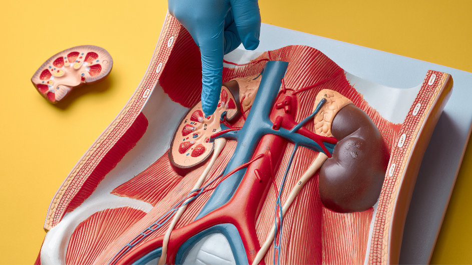 Paired Kidney Exchange